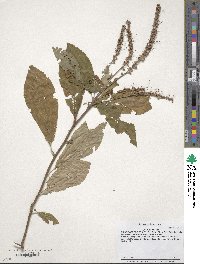 Clethra alnifolia image