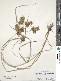 Cyperus strigosus image