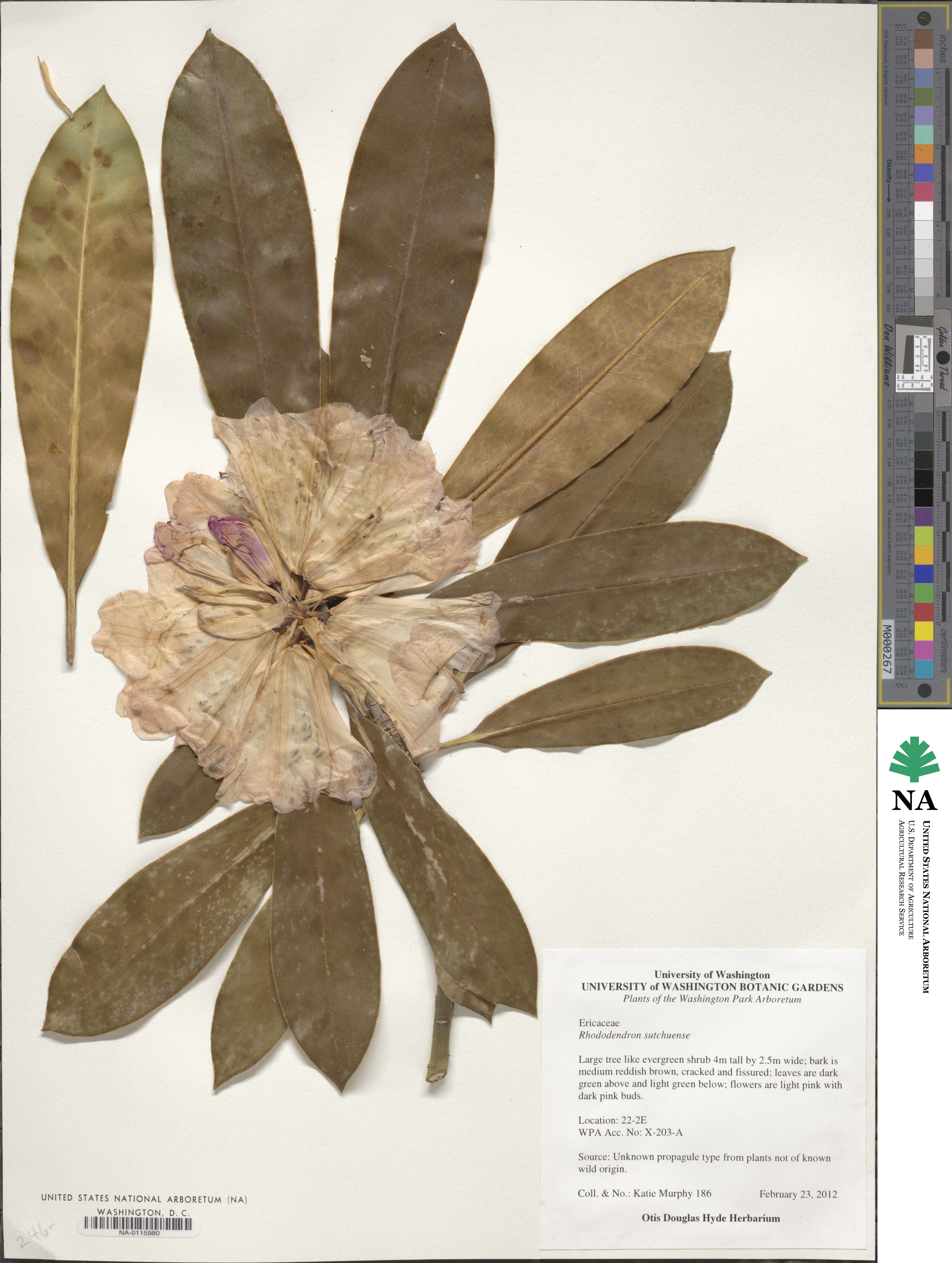 Rhododendron sutchuenense image