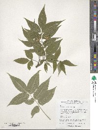 Phellodendron amurense var. sachalinense image