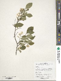 Styrax americanus image