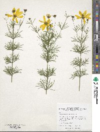 Coreopsis verticillata image