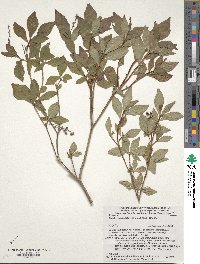 Elliottia paniculata image