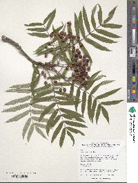 Sorbus scalaris image