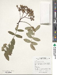 Image of Sorbus forrestii