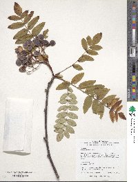 Sorbus cashmiriana image