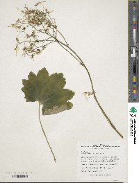 Saxifraga fortunei var. alpina image