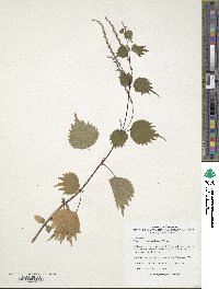 Boehmeria japonica var. tenera image