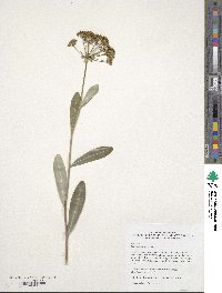 Bupleurum fruticosum image