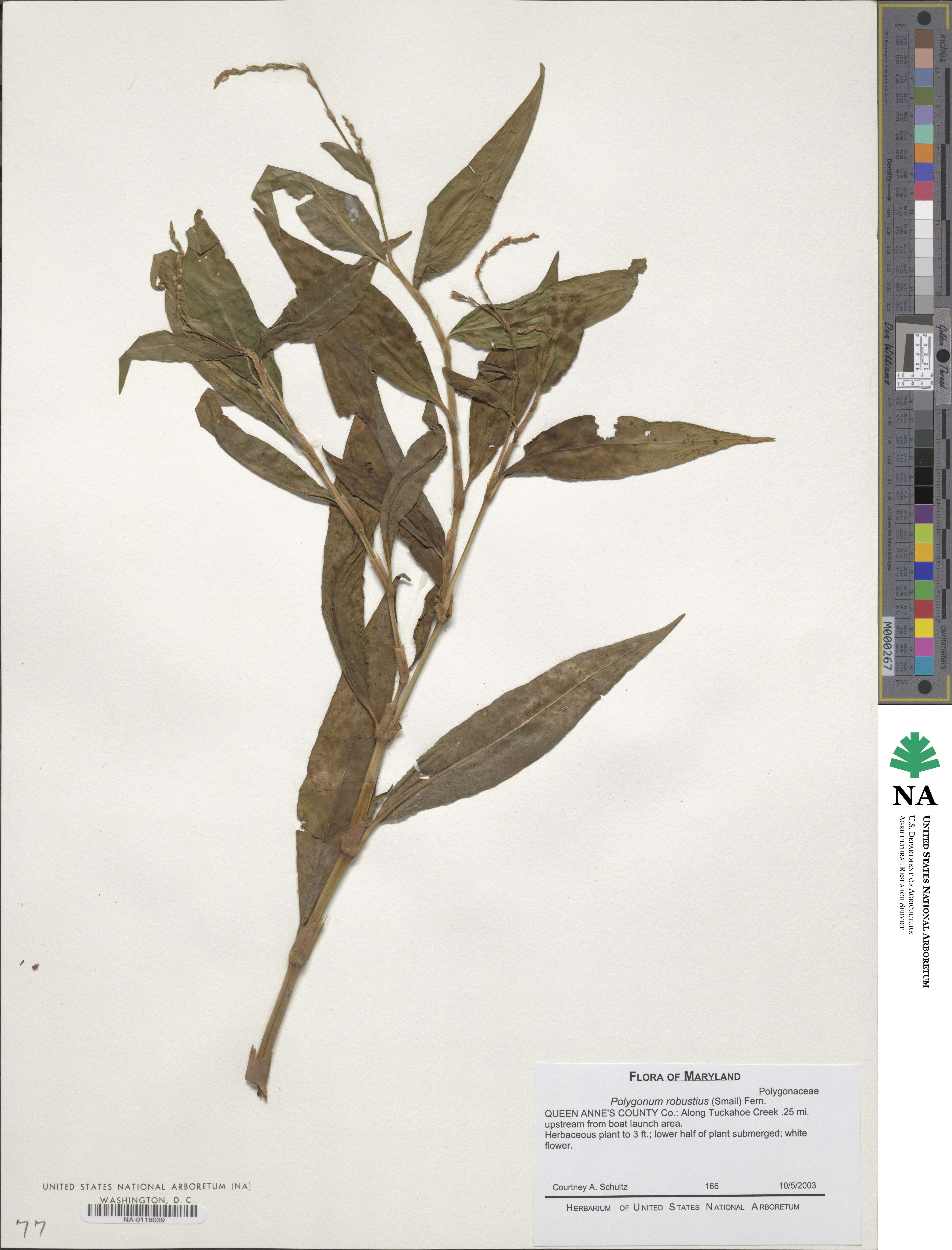 Polygonum robustius image