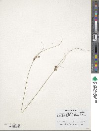 Juncus tenuis image