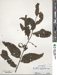 Juglans nigra image