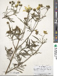 Bidens trichosperma image