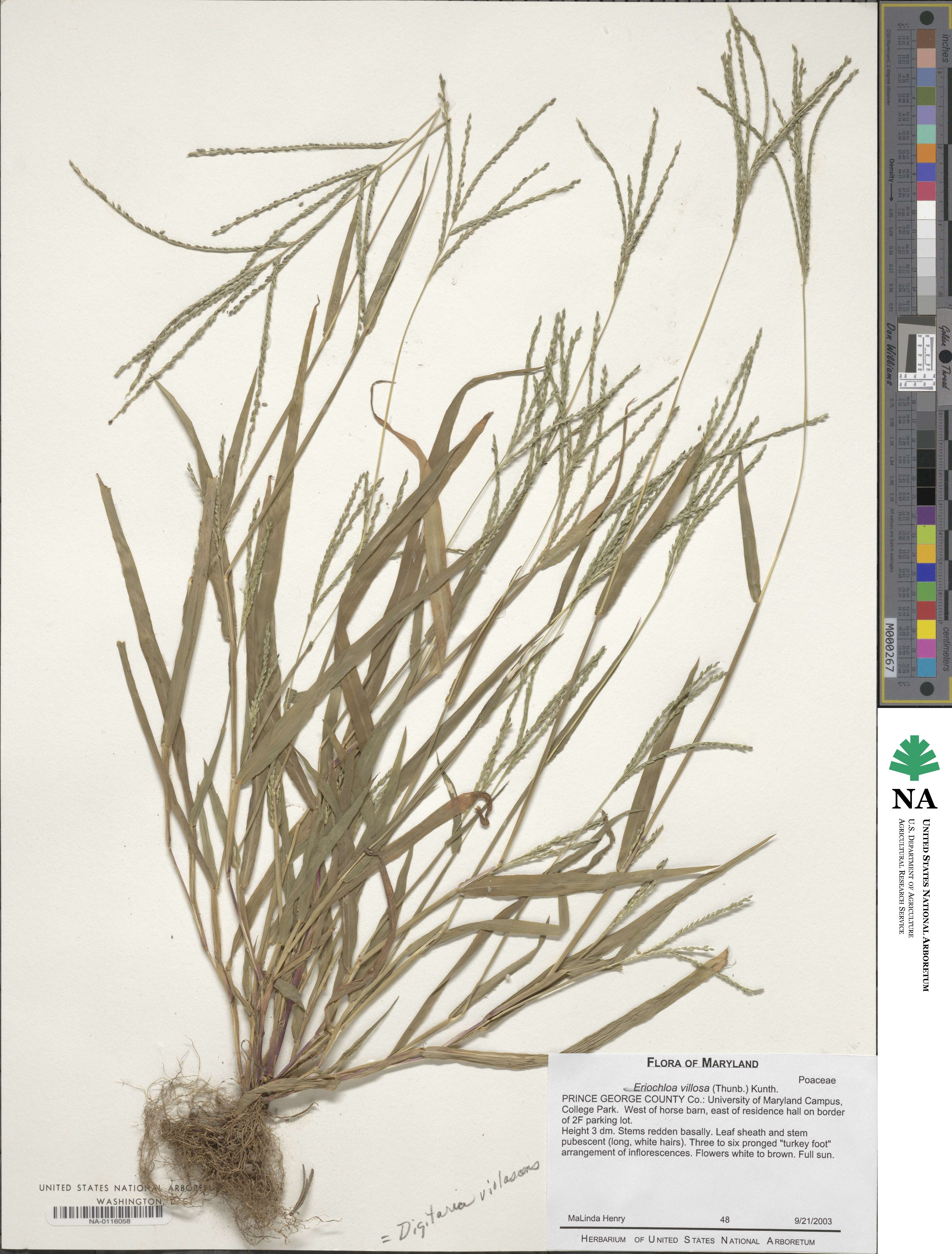 Eriochloa image