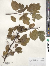 Crataegus intricata image