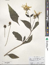 Rudbeckia hirta image