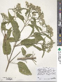 Eupatorium serotinum image