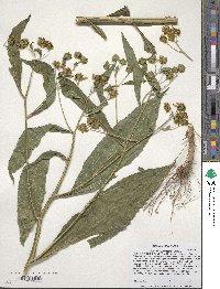 Verbesina alternifolia image