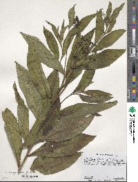 Vernonia noveboracensis image