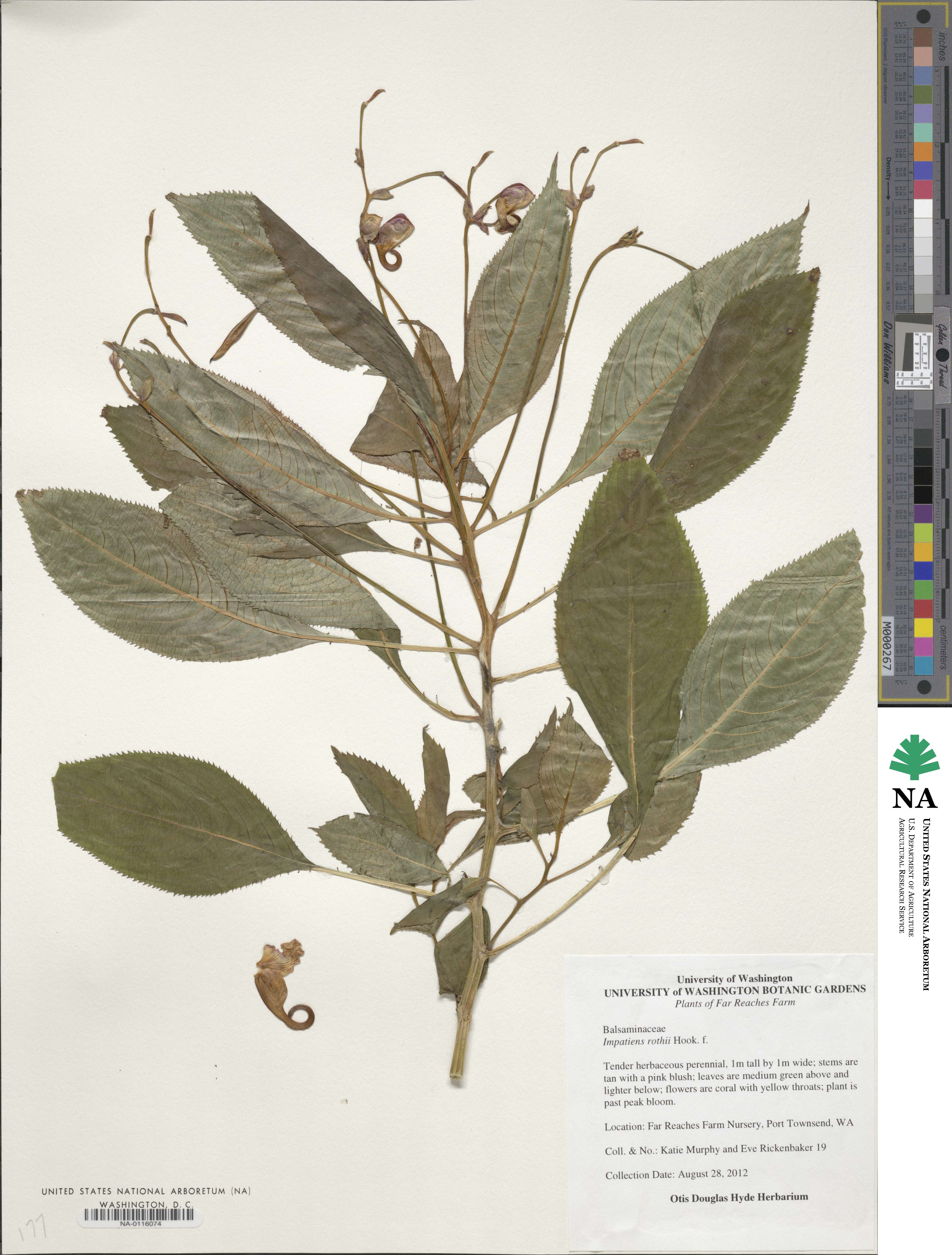 Impatiens rothii image