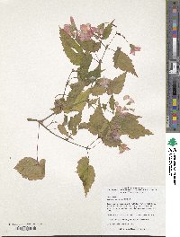Begonia sutherlandii image