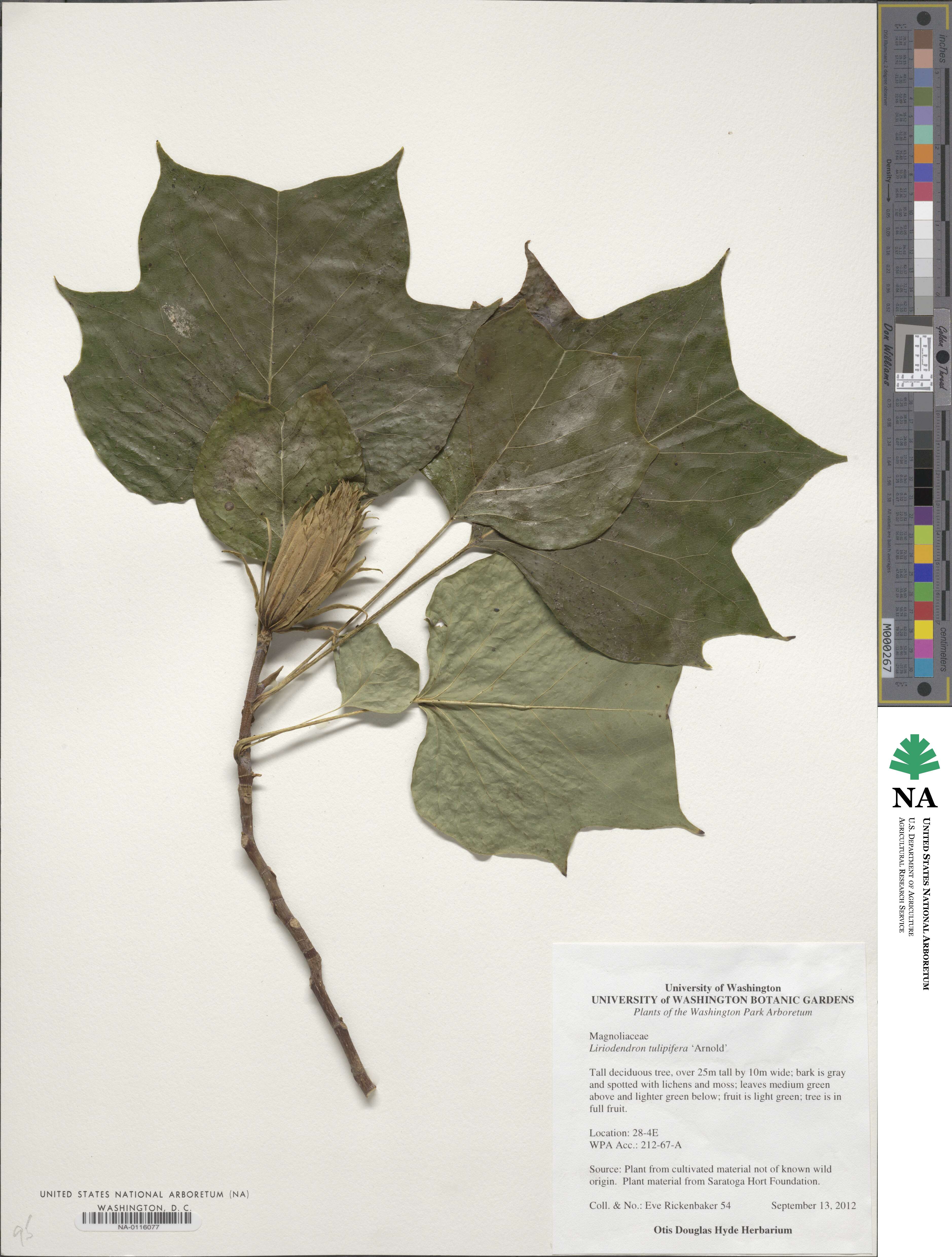 Liriodendron tulipifera image