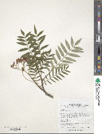 Sorbus rehderiana image