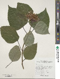 Clerodendrum bungei image