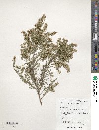 Erica arborea image