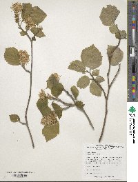 Fothergilla latifolia image