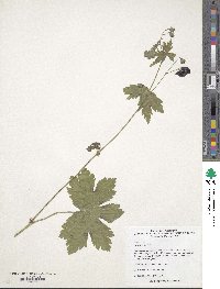 Geranium phaeum image