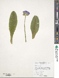 Primula denticulata image