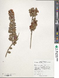 Vaccinium nummularia image