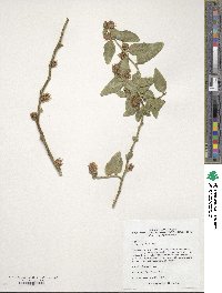 Ercilla spicata image