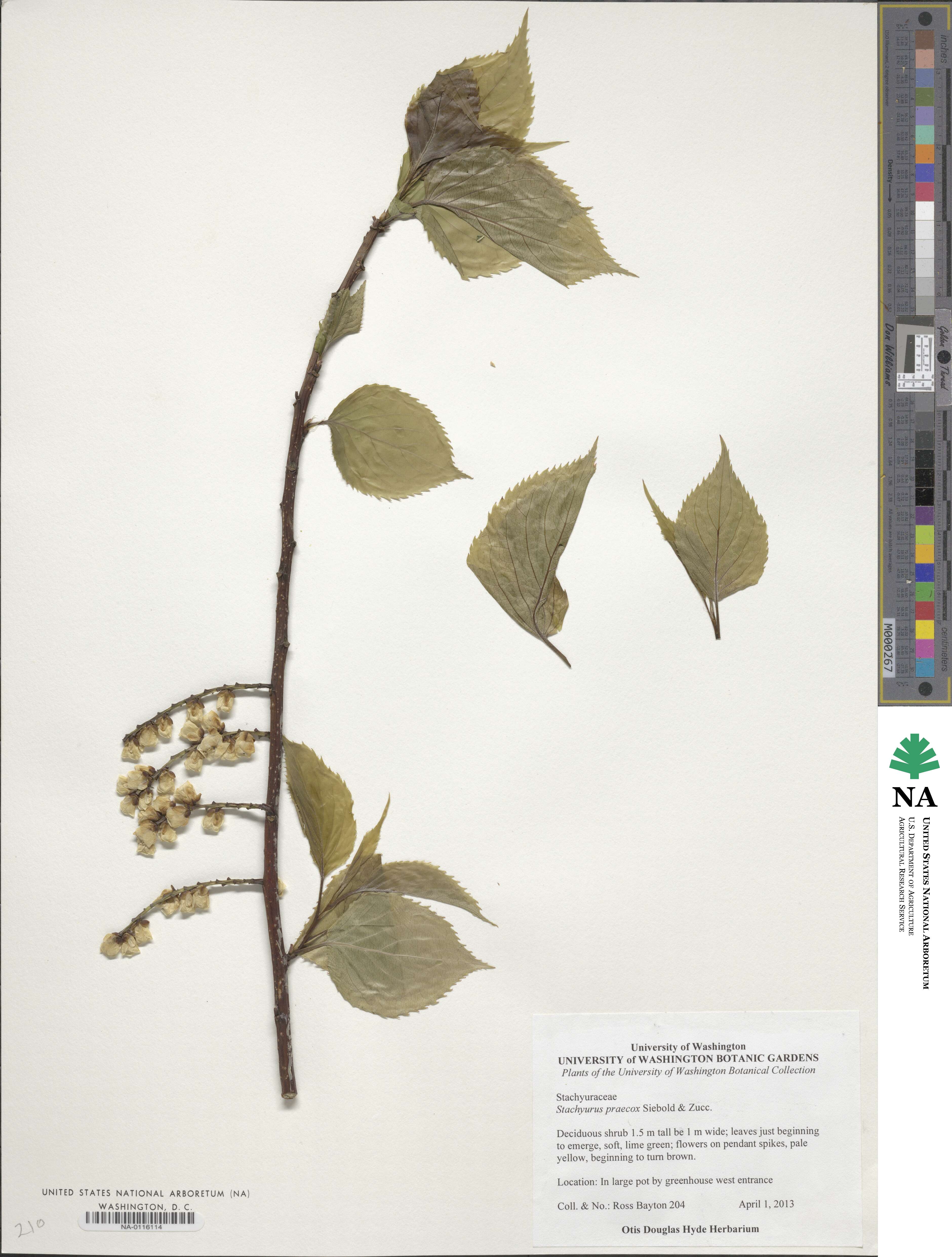 Stachyurus praecox image