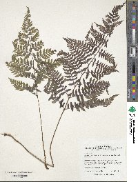 Anisocampium niponicum image