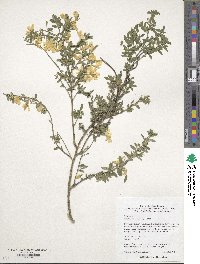 Genista germanica image