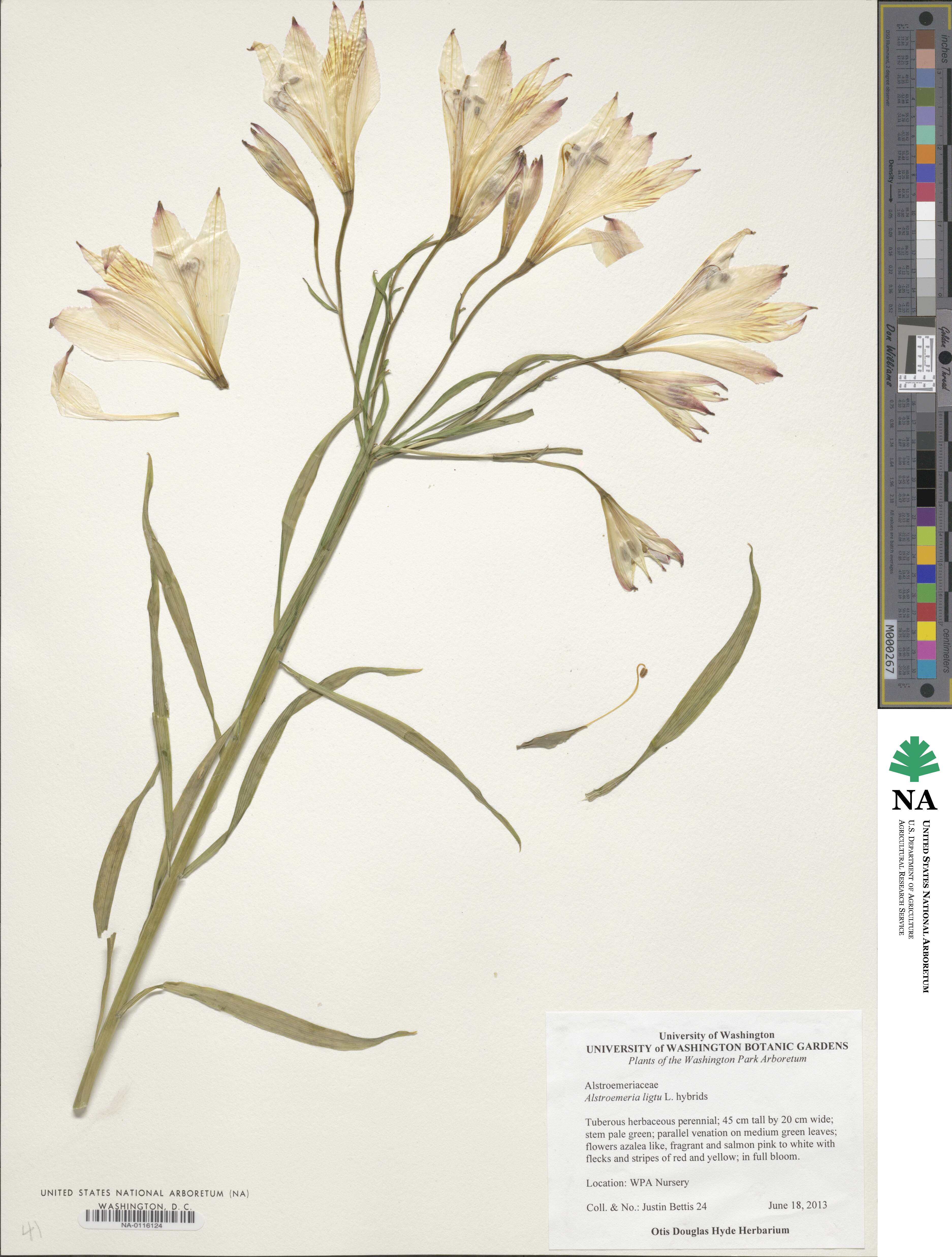 Alstroemeria ligtu image