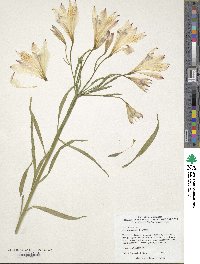 Alstroemeria ligtu image