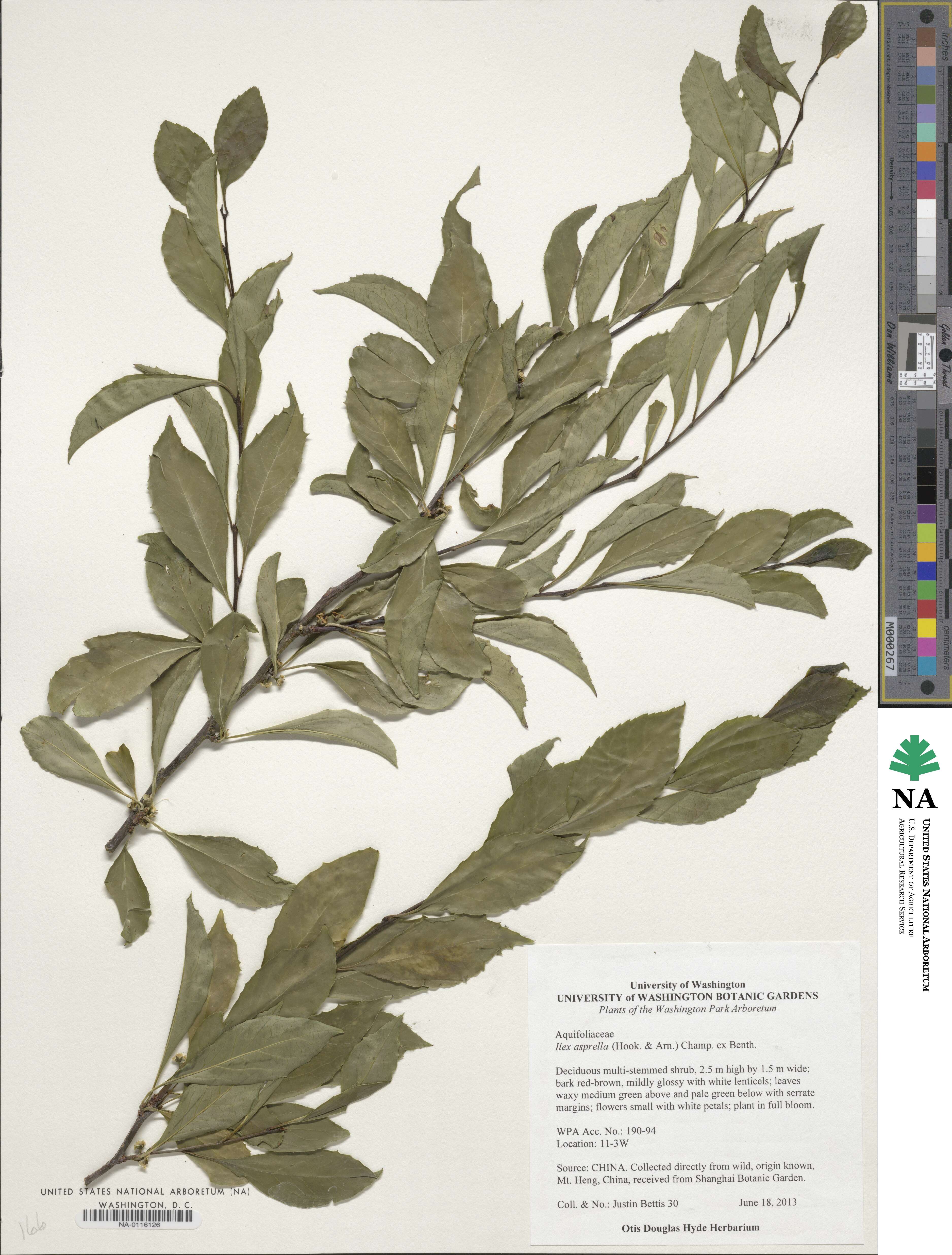 Ilex asprella image