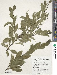 Ilex asprella image