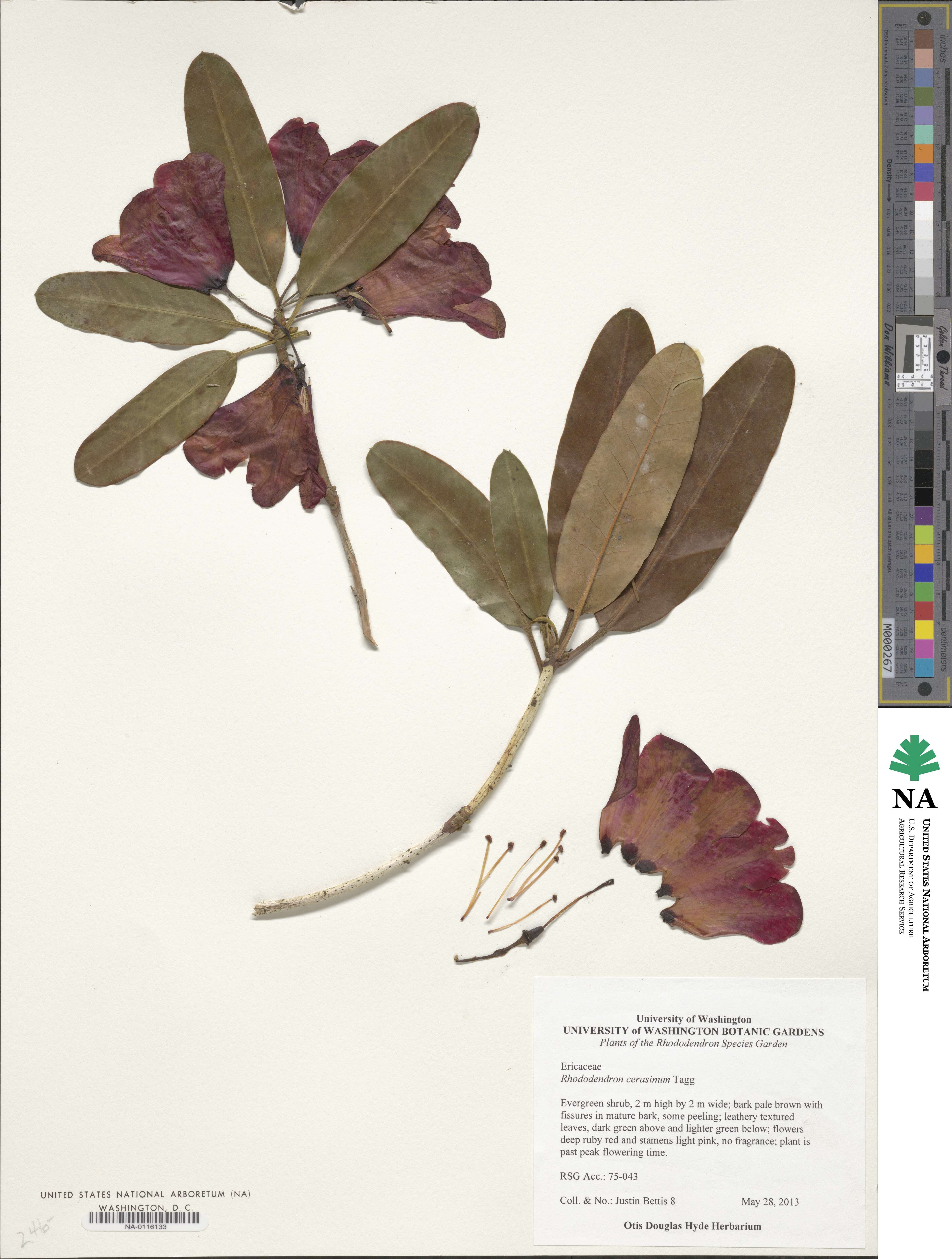 Rhododendron cerasinum image