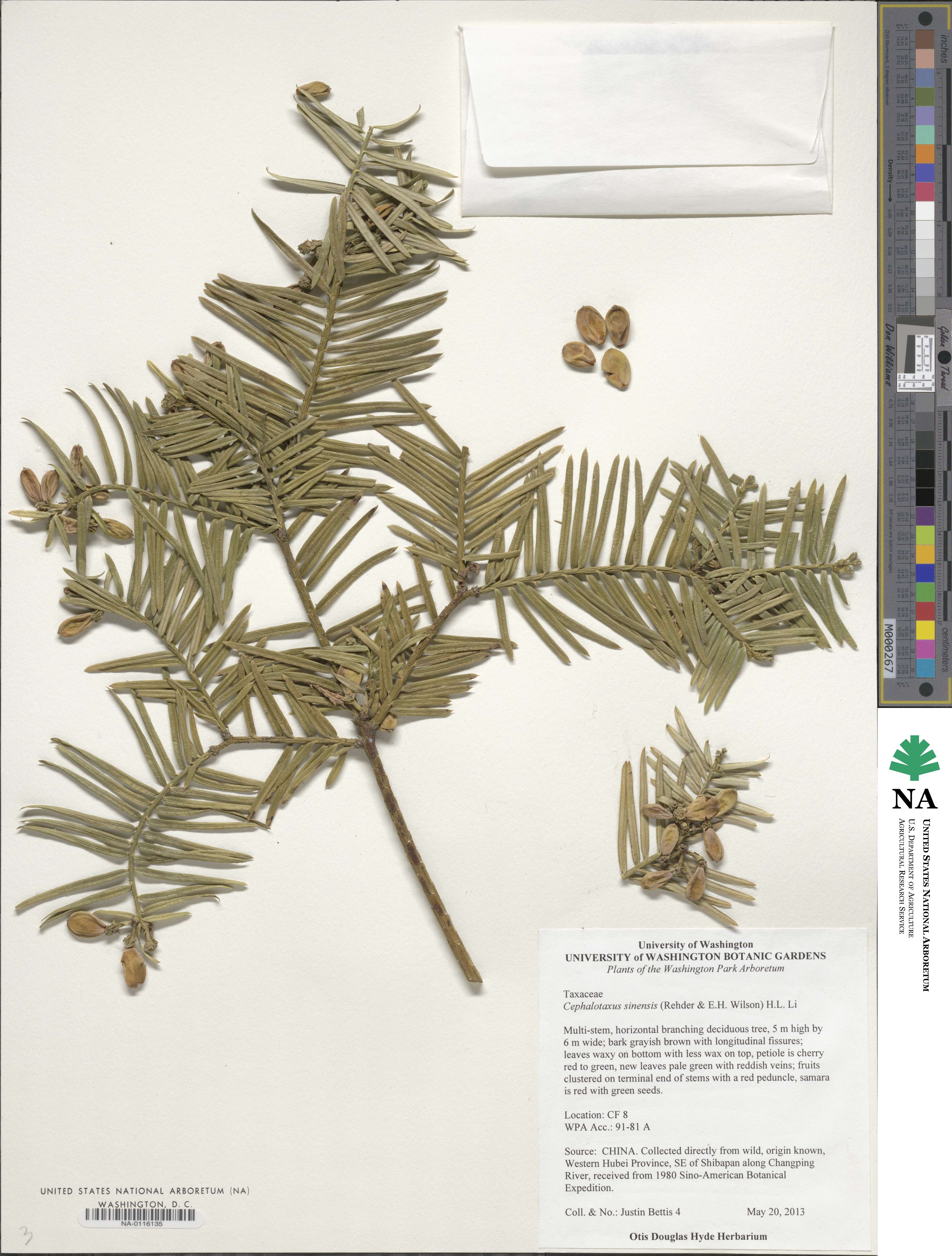 Cephalotaxus sinensis image