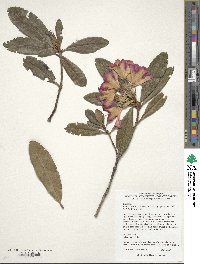 Rhododendron dichroanthum image