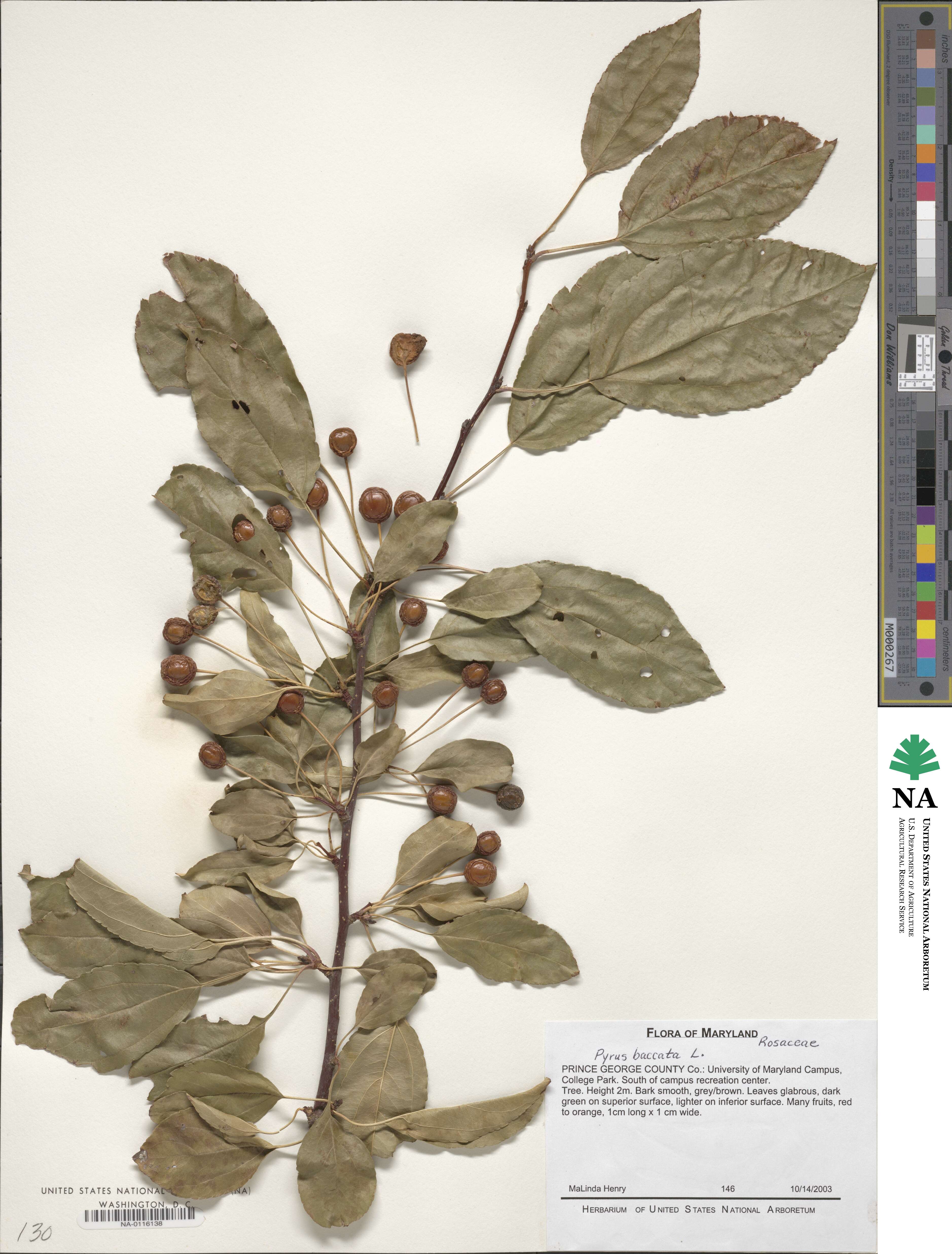 Malus baccata image