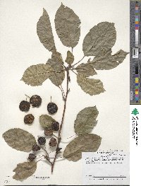 Malus prunifolia image