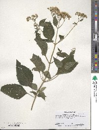 Eupatorium rugosum image