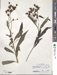 Vernonia noveboracensis image