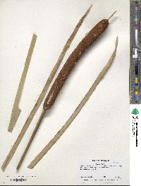 Typha latifolia image