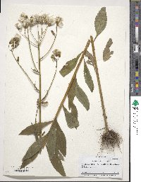 Erechtites hieraciifolia image